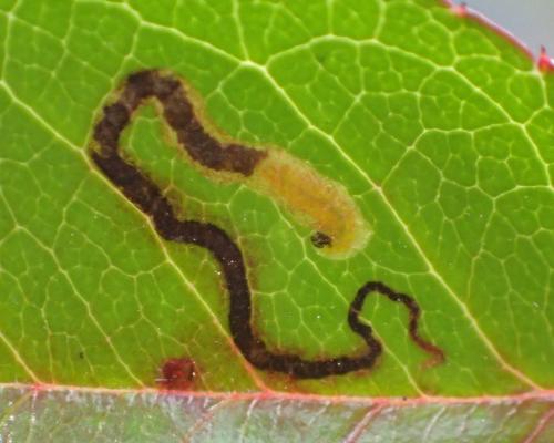 Réf. 270 640 : Stigmella sp.